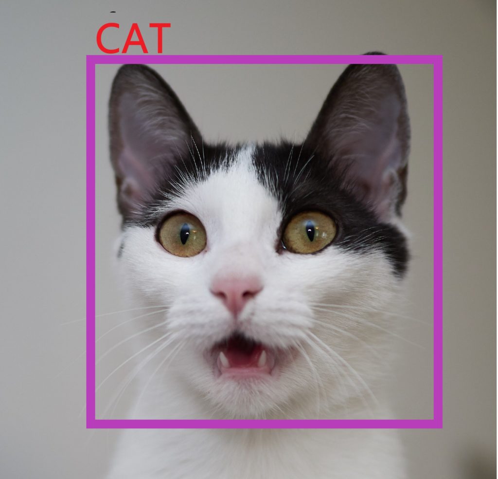 Cat Classifier Preview
